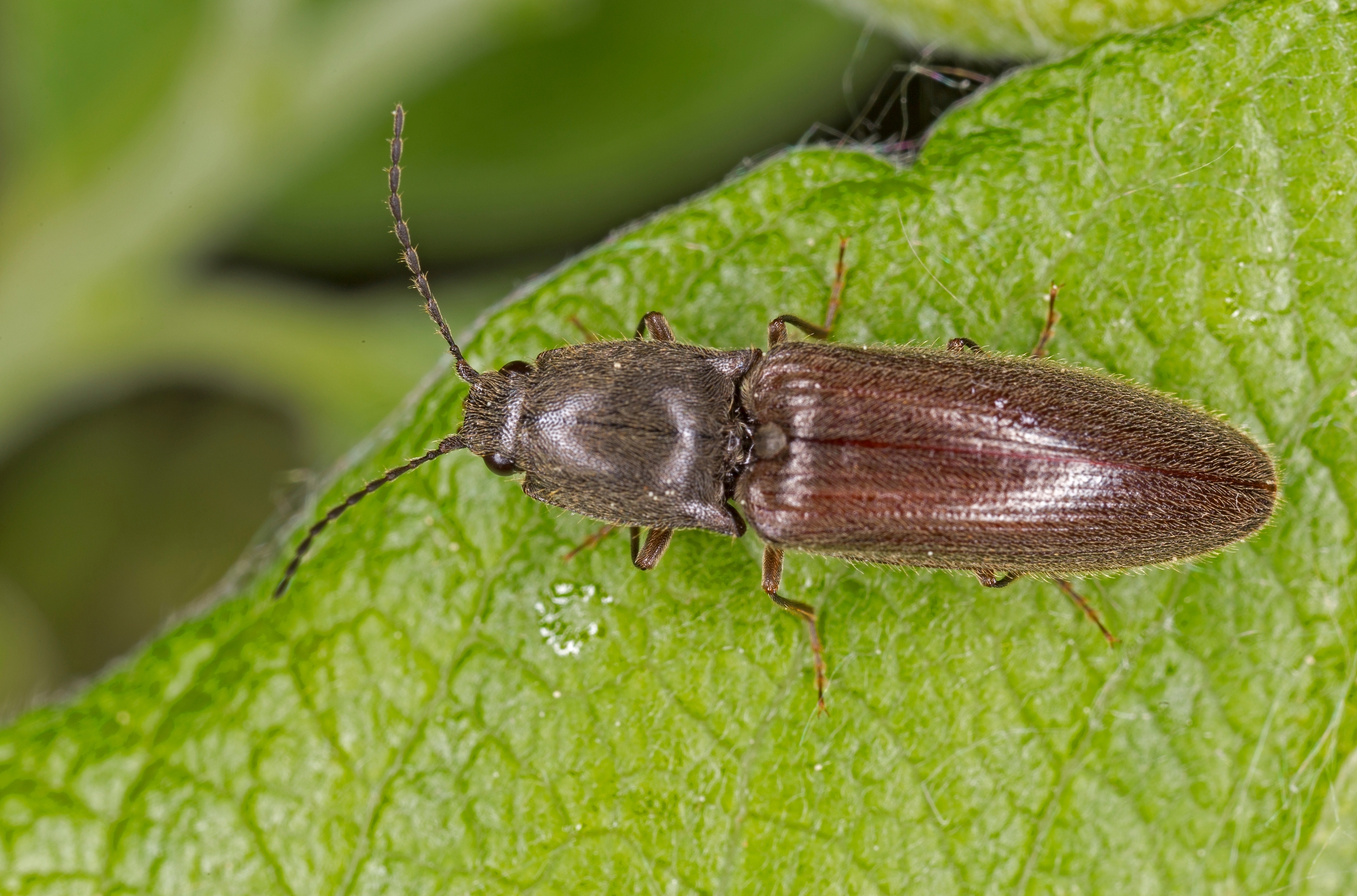 An adult click beetle