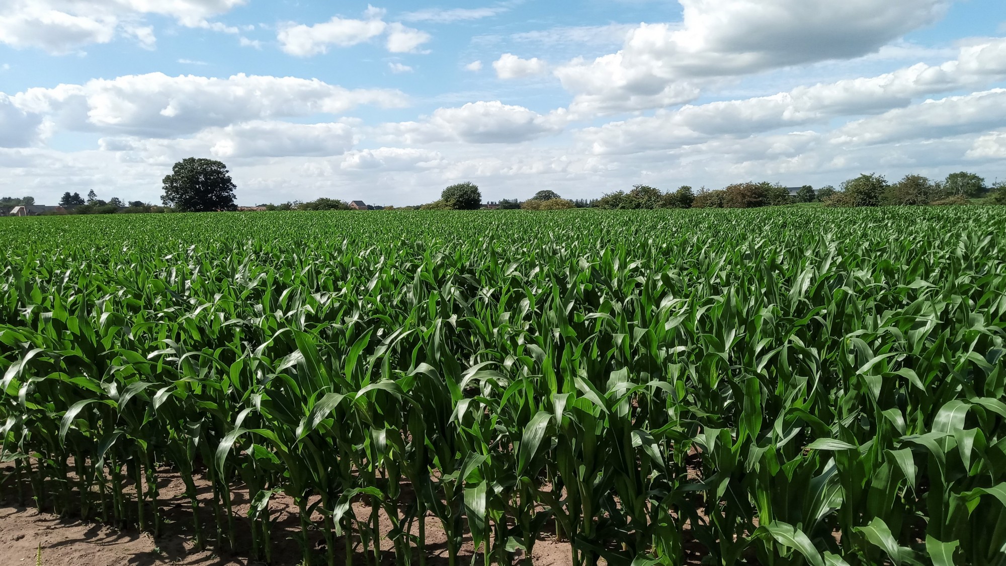 Maize growing in the sunshine