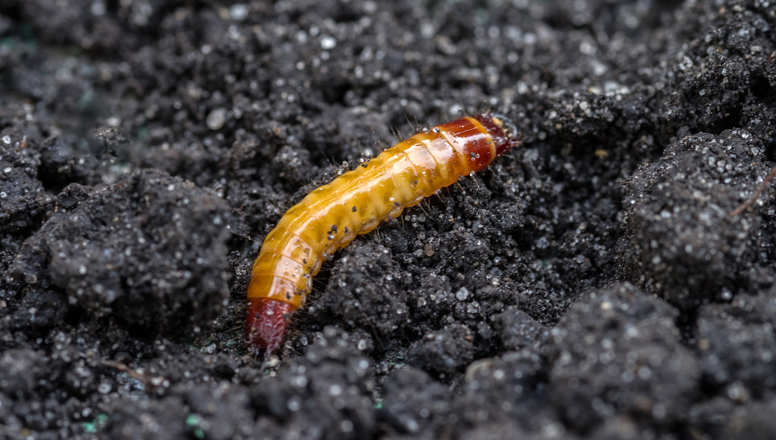A close up picture of a wireworm on soil