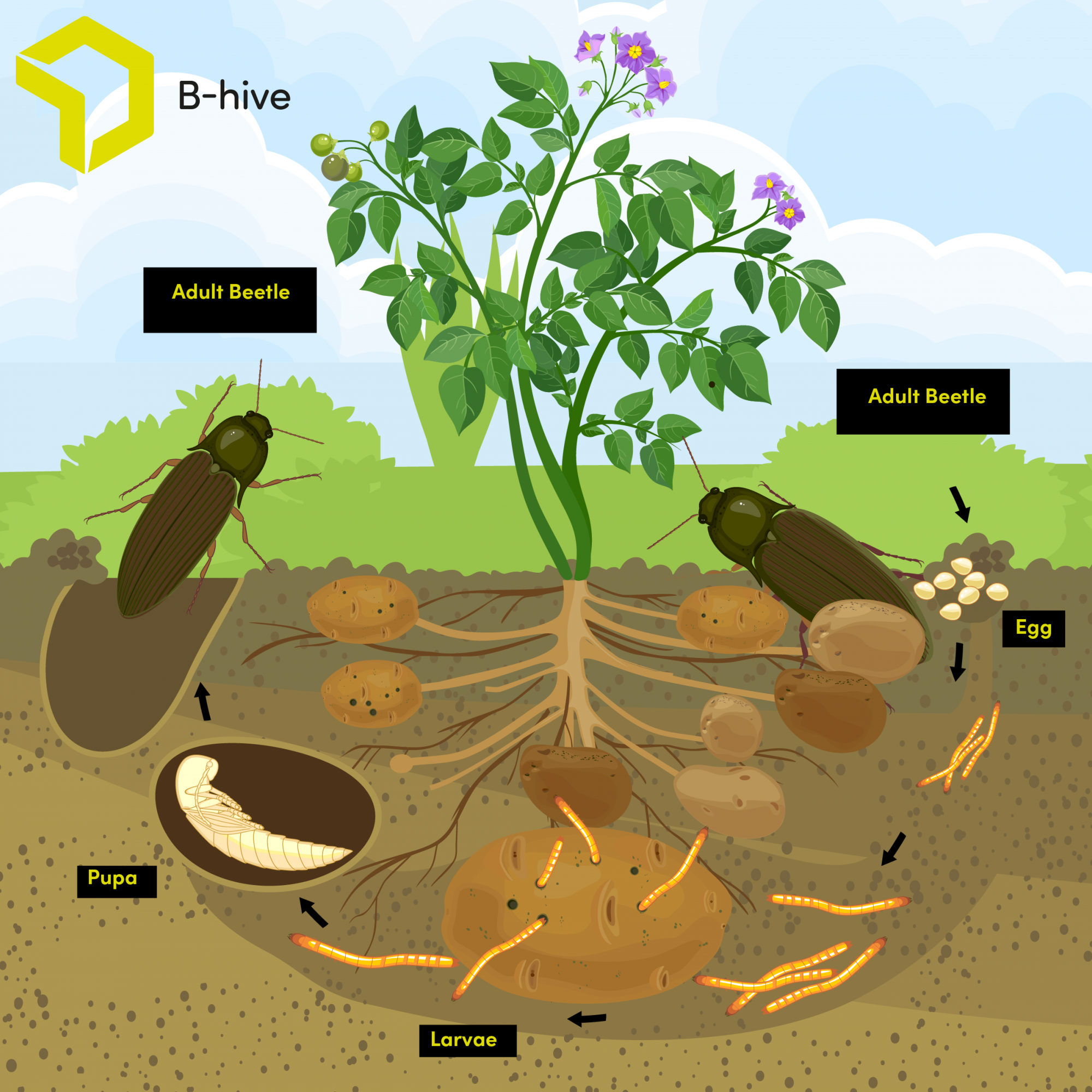 Life cycle of the click beetle and wireworm