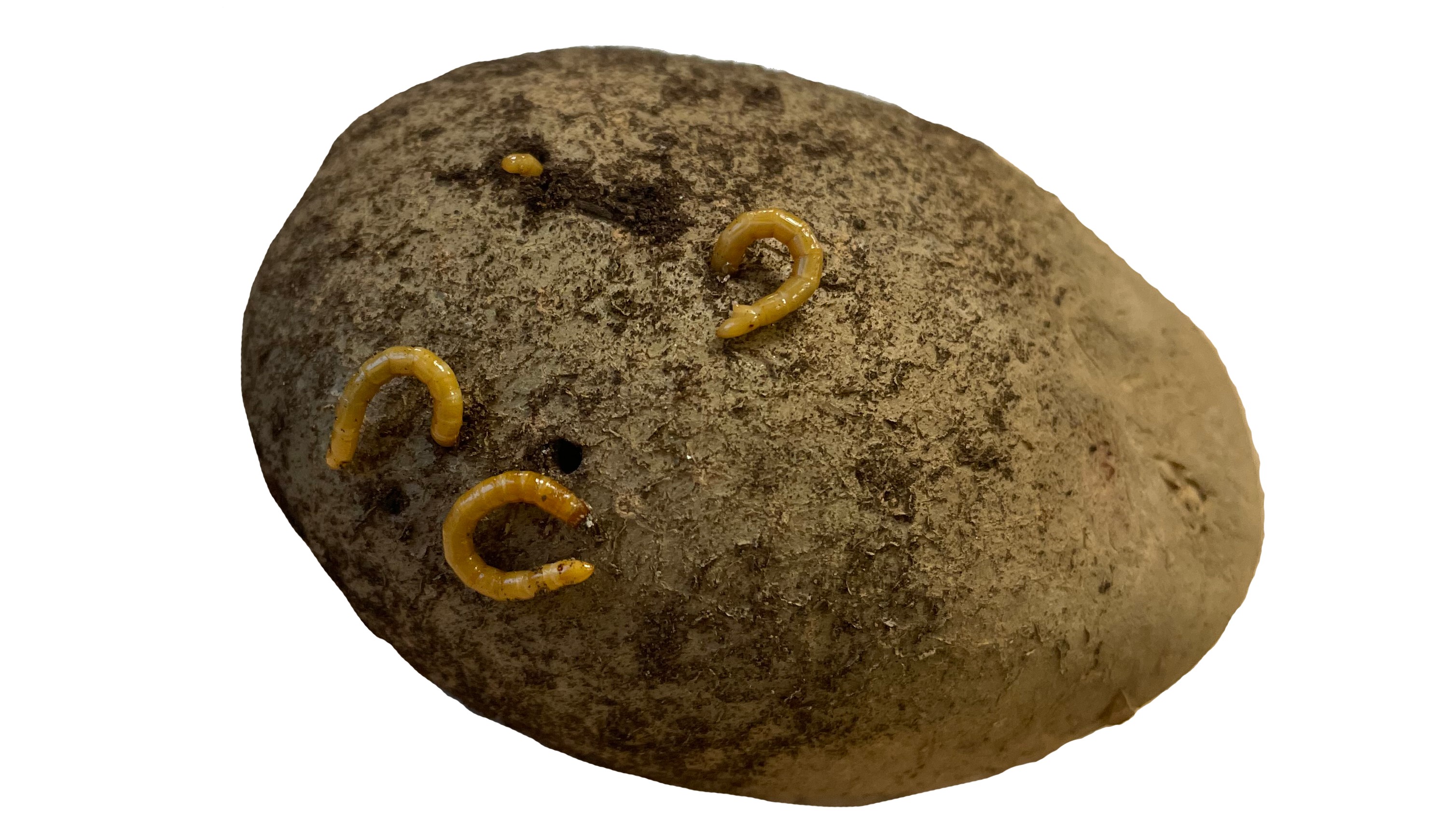 Several wireworm crawling on the surface of a potato and causing damage as they burrow into the flesh