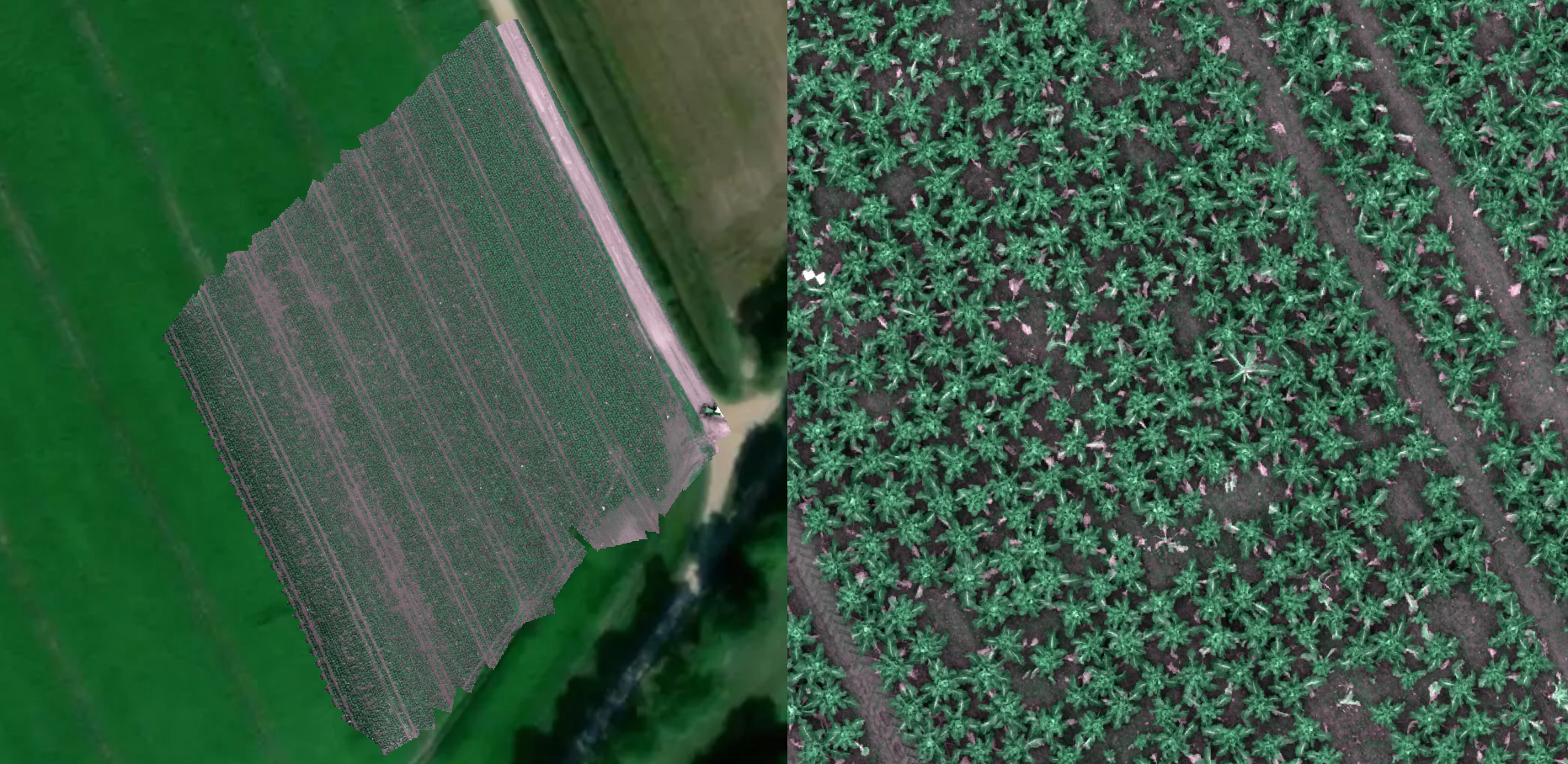 Two panel image showing an orthomosaic of a cauliflower field stitched together and a zoomed in image where the highly resolved cauliflower plants can be seen