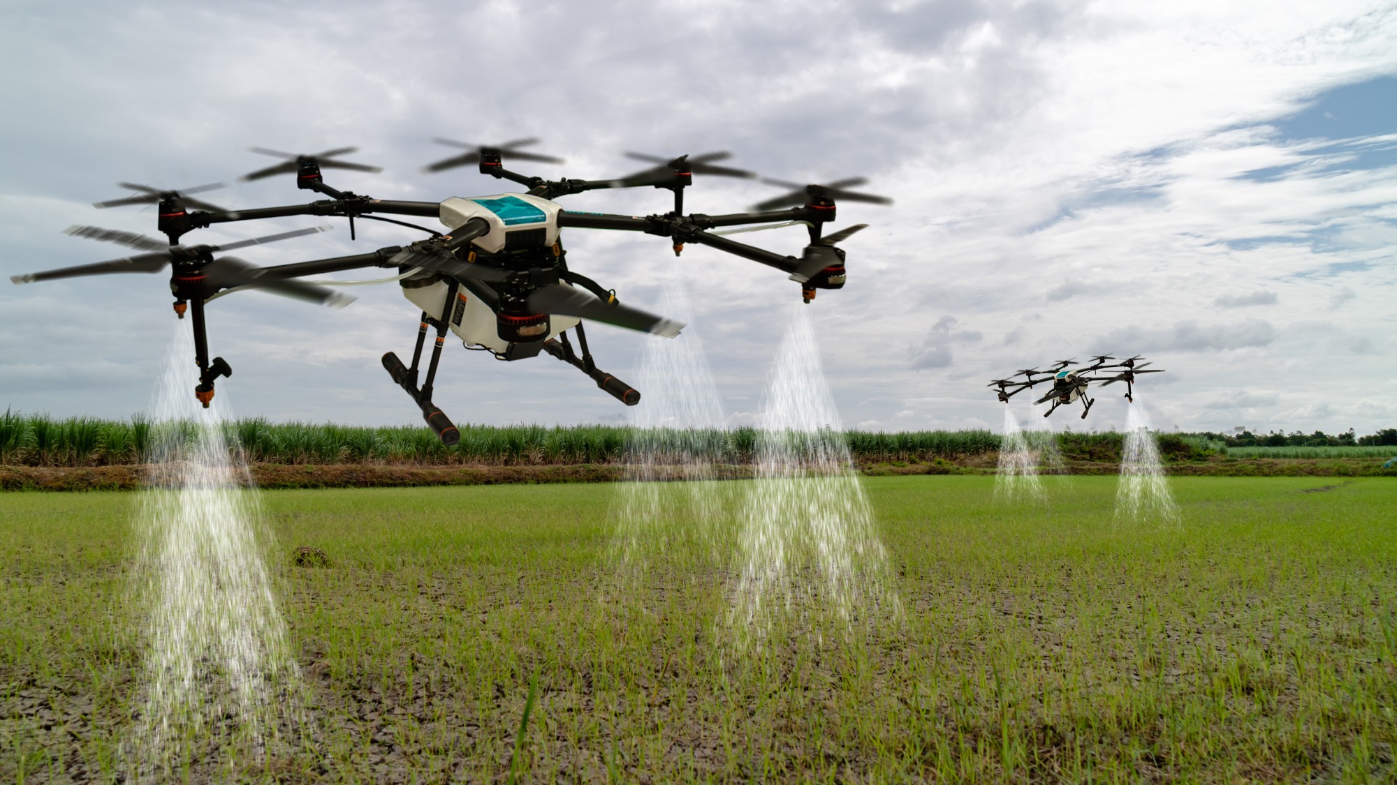 Two large drones are spraying young crops