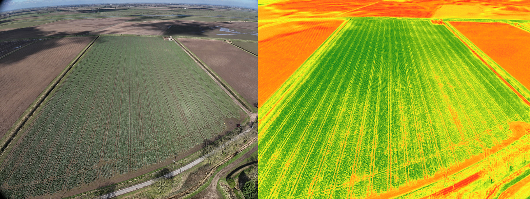 Visual image of a field alongside a NDVI image showing plant health